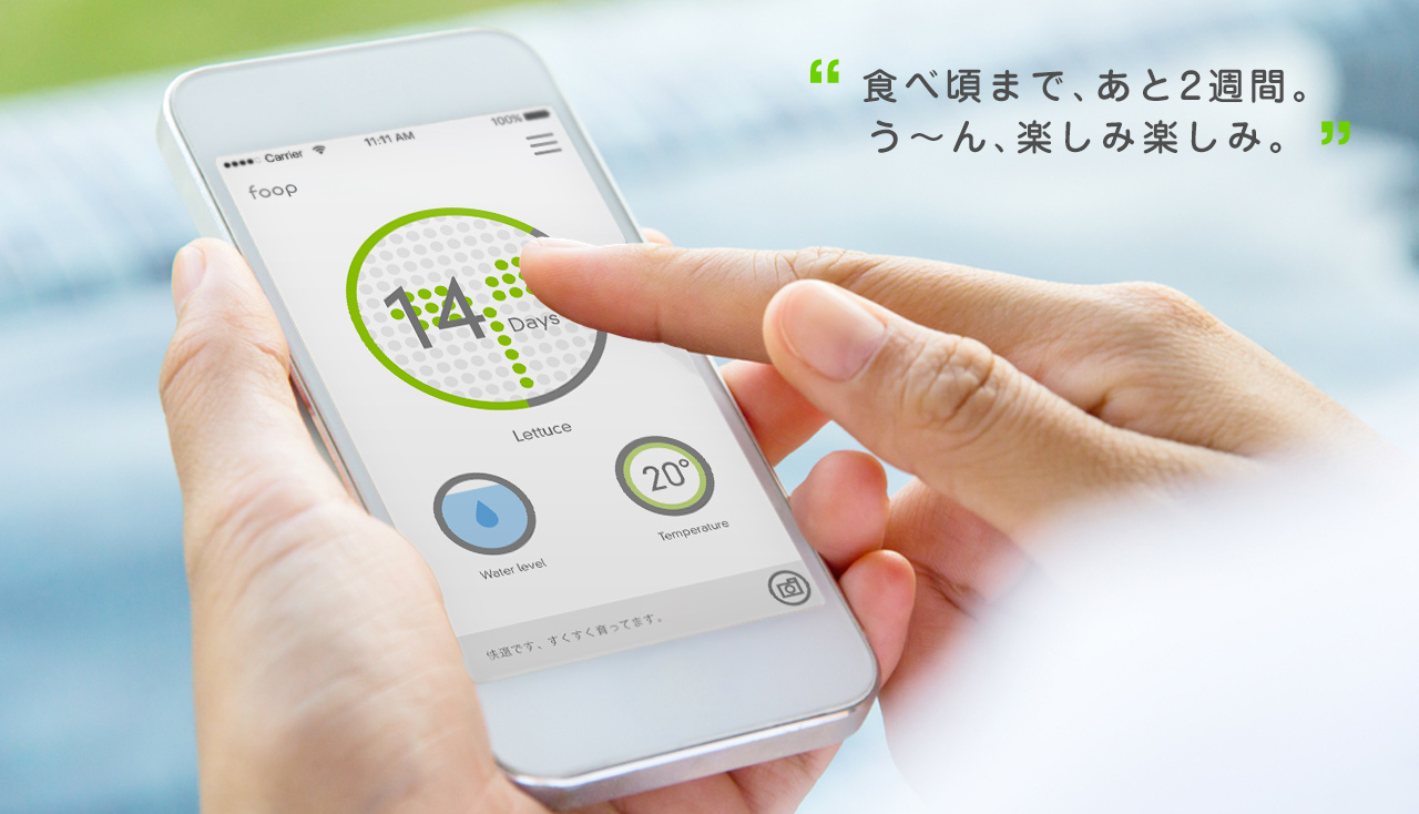 食べ頃まで、あと2週間。う〜ん、楽しみ楽しみ。