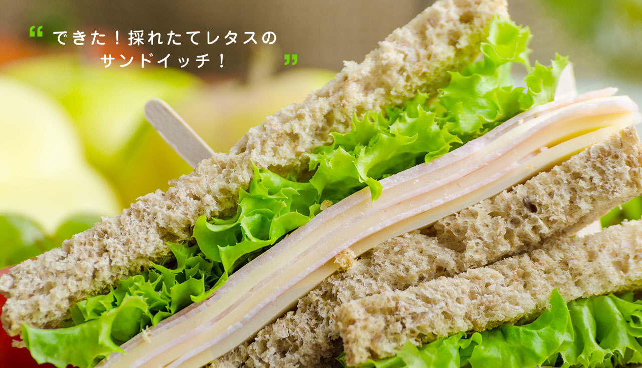 できた!採れたてレタスのサンドイッチ!