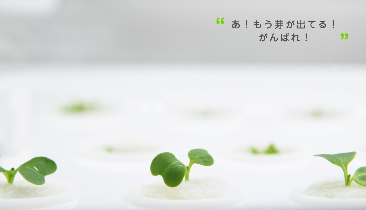 あ!もう芽が出てる!がんばれ!